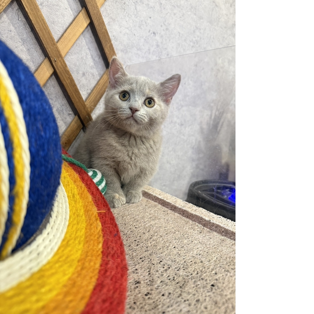 紫丁香奶油曼赤肯㊛妹妹  