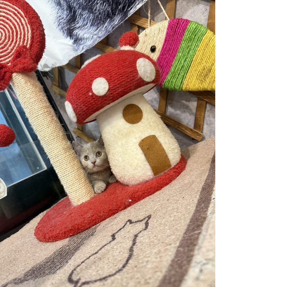 紫丁香奶油曼赤肯㊛妹妹  