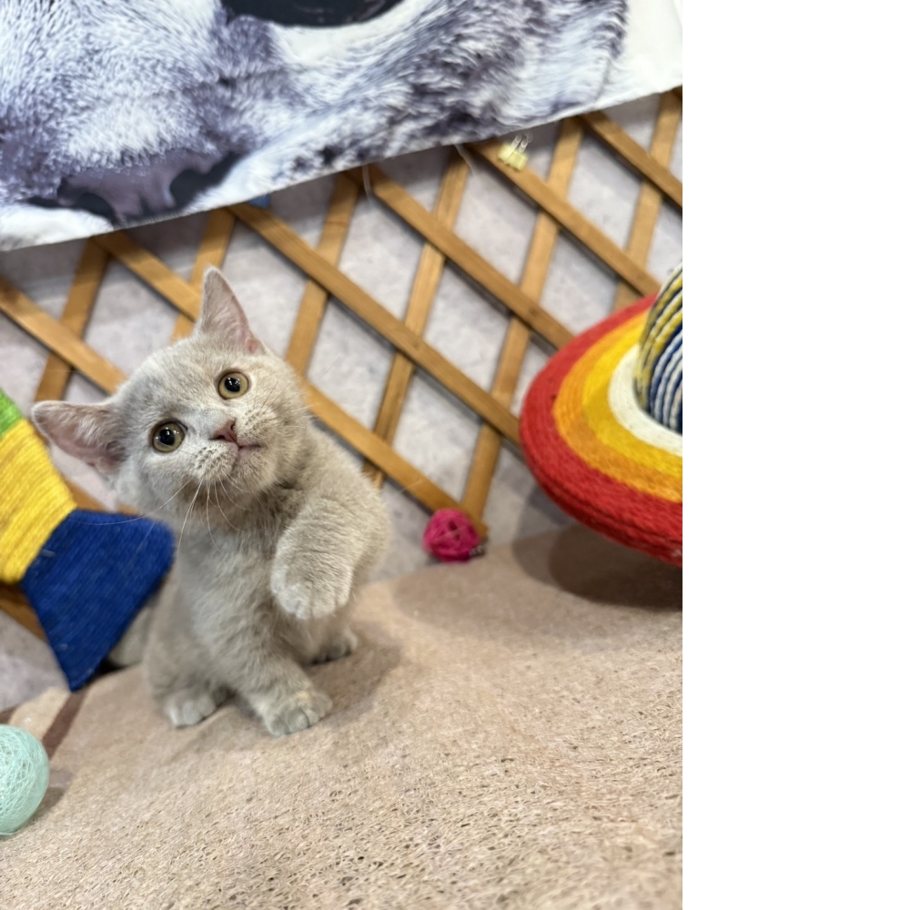 紫丁香奶油曼赤肯㊛妹