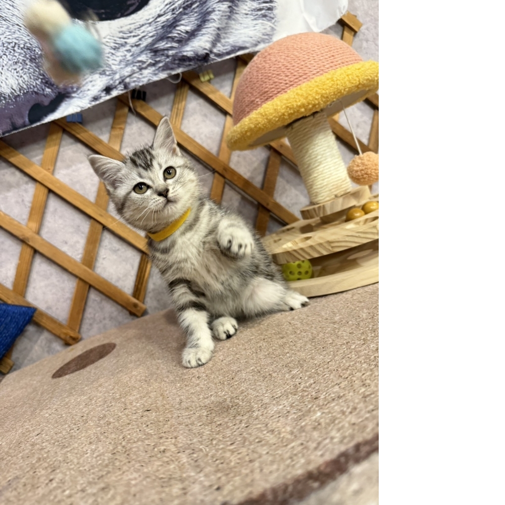 銀白美短㊛妹妹