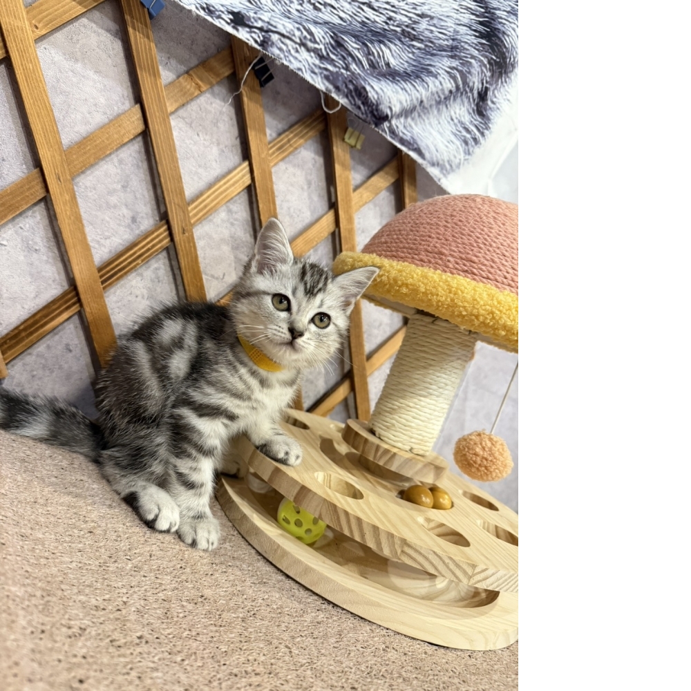 銀白美短㊛妹妹