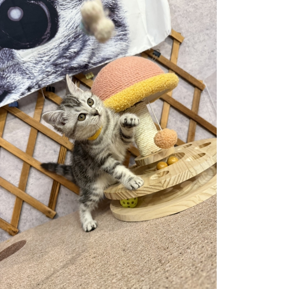 銀白美短㊛妹妹