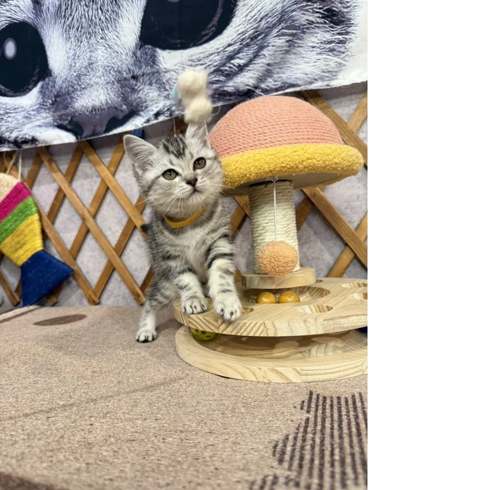 銀白美短㊛妹妹