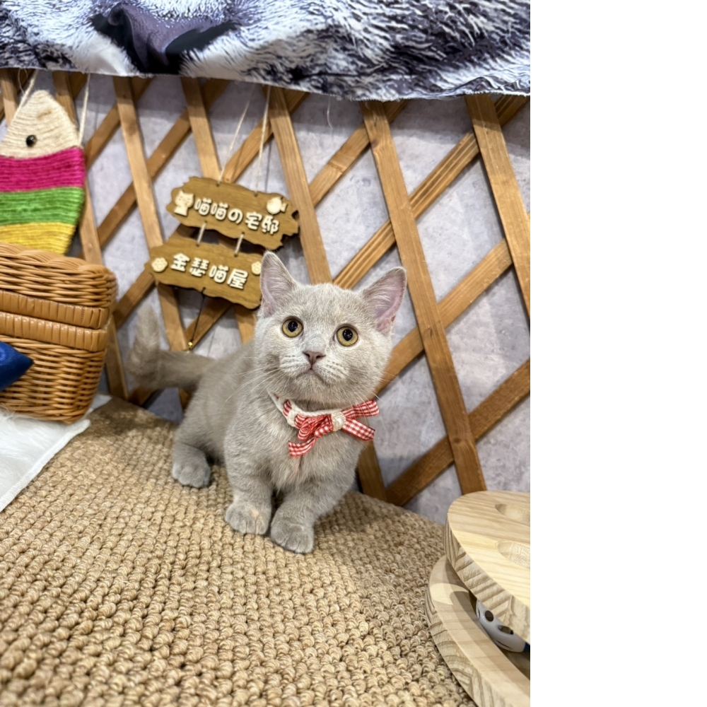 紫丁香奶油曼赤肯㊛妹妹  （☆已有家★）