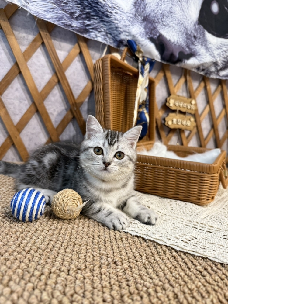 銀白美短㊛妹妹（☆已有家★）