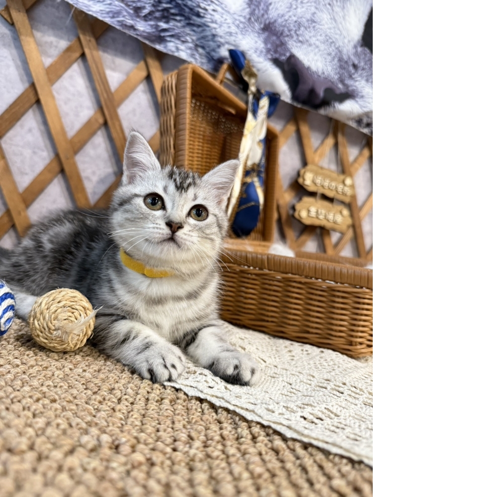 銀白美短㊛妹妹（☆已有家★）