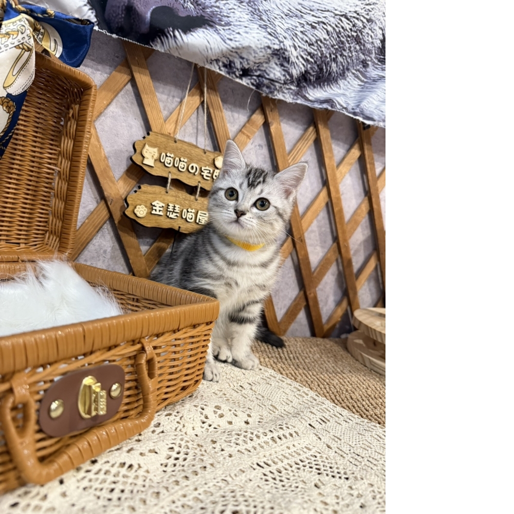 銀白美短㊛妹妹（☆已有家★）