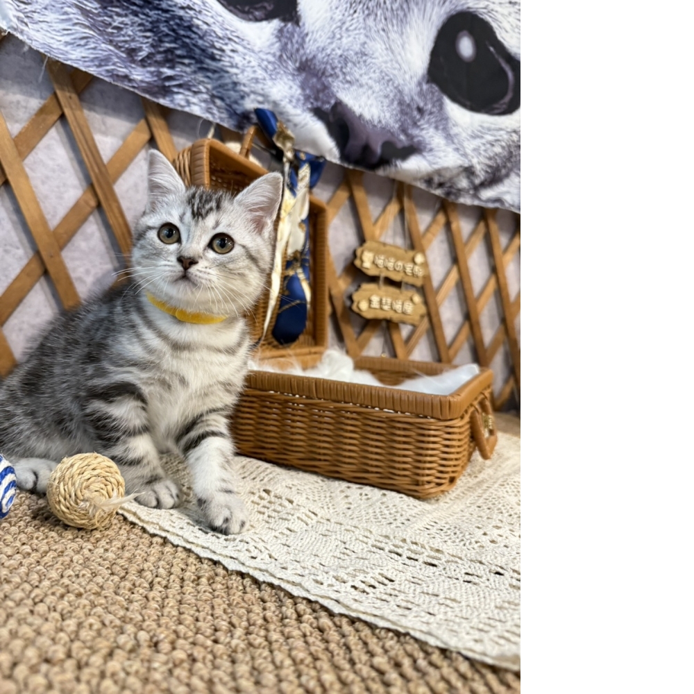 銀白美短㊛妹妹（☆已有家★）