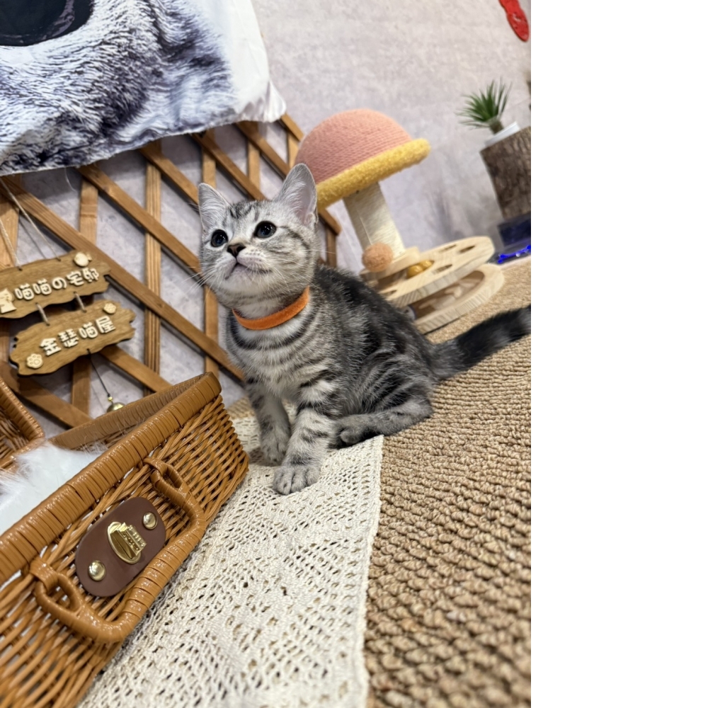 銀白美短㊛妹妹（☆已有家★）