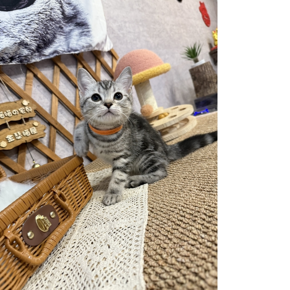 銀白美短㊛妹妹（☆已有家★）