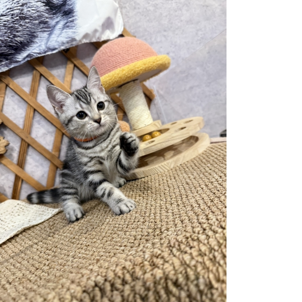 銀白美短㊛妹妹（☆已有家★）