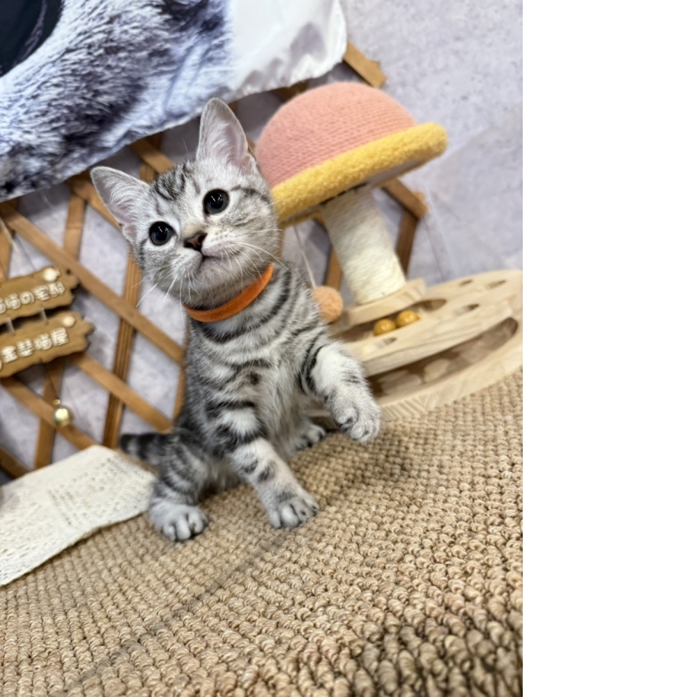 銀白美短㊛妹妹（☆已有家★）