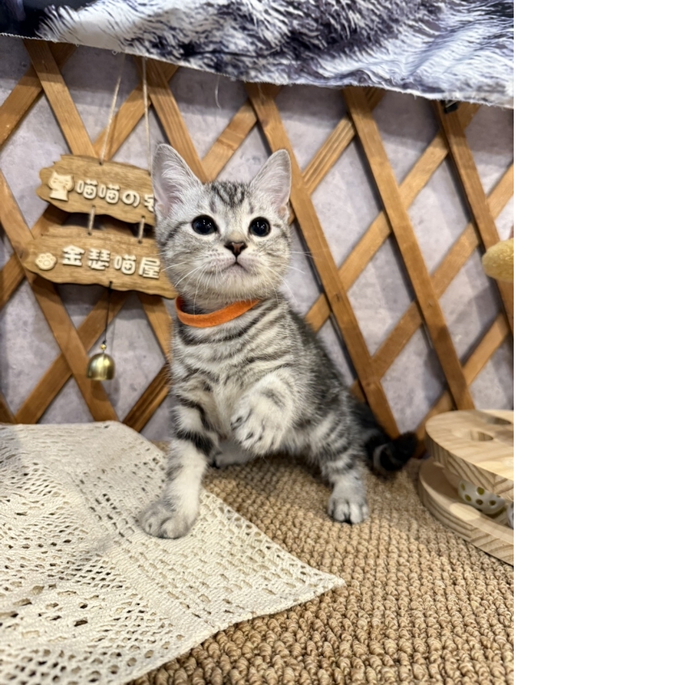 銀白美短㊛妹妹（☆已有家★）