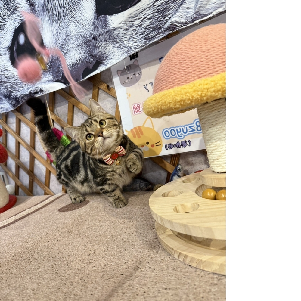 古銅美短曼赤肯㊚小哥哥（☆已有家★）