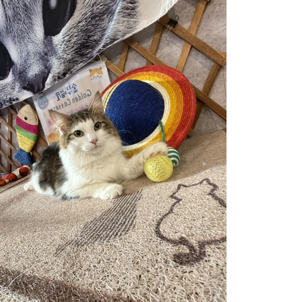 挪威森林㊚小哥哥（☆已有家★）