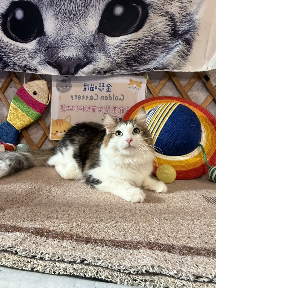 挪威森林㊚小哥哥（☆已有家★）