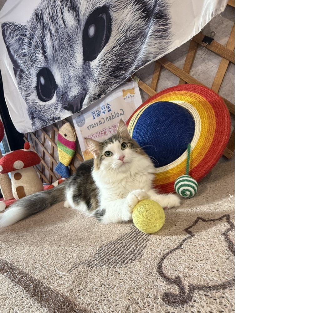 挪威森林㊚小哥哥（☆已有家★）