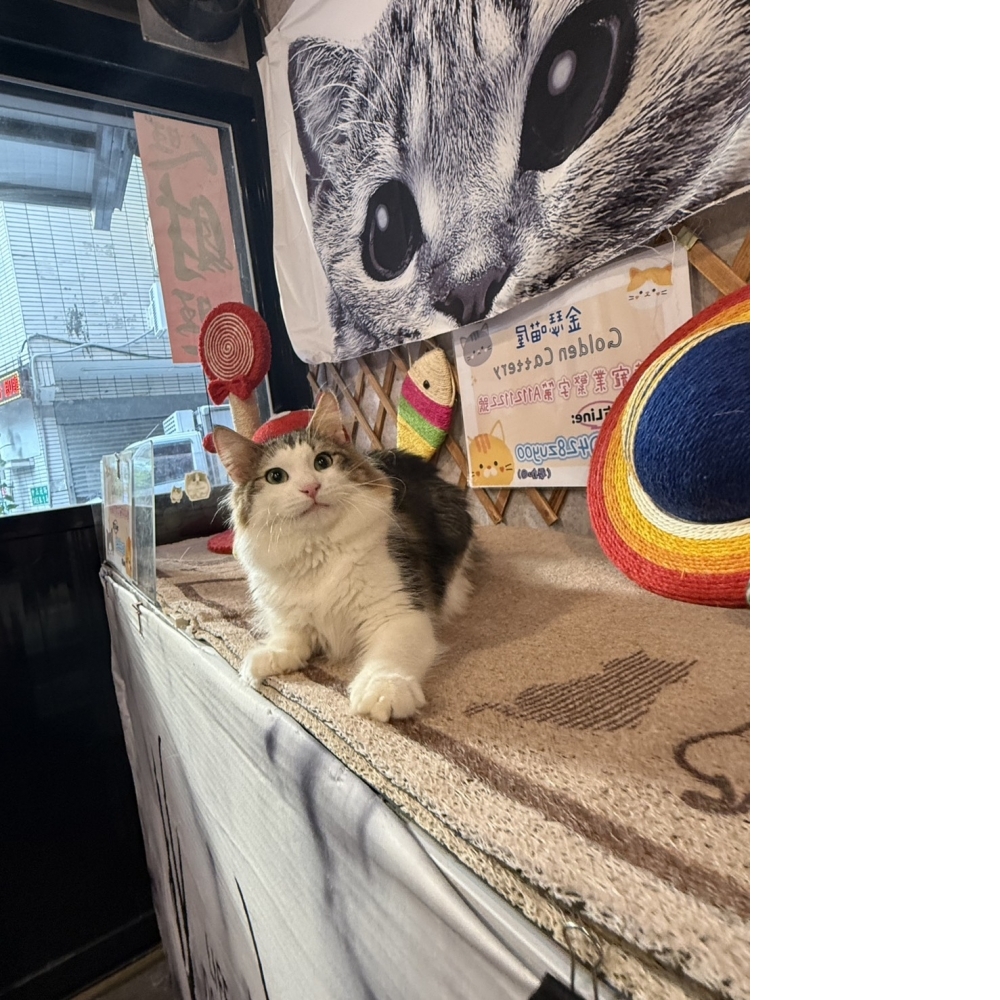 挪威森林㊚小哥哥（☆已有家★）