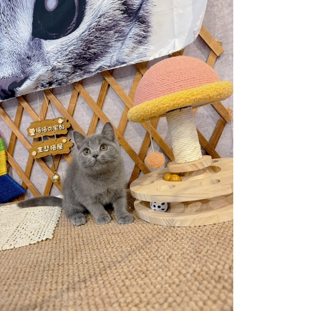 藍英短㊛妹妹  （☆