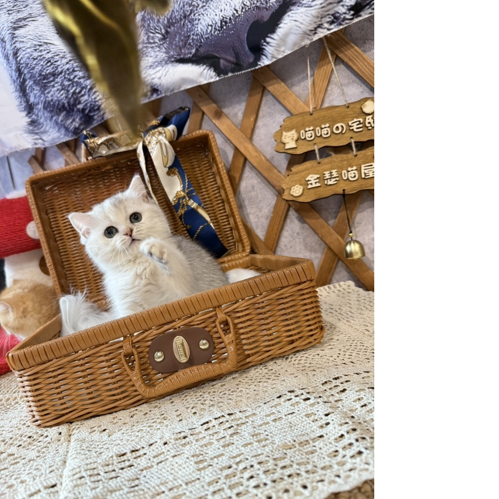 銀漸層英短㊛妹妹  （☆已有家★）