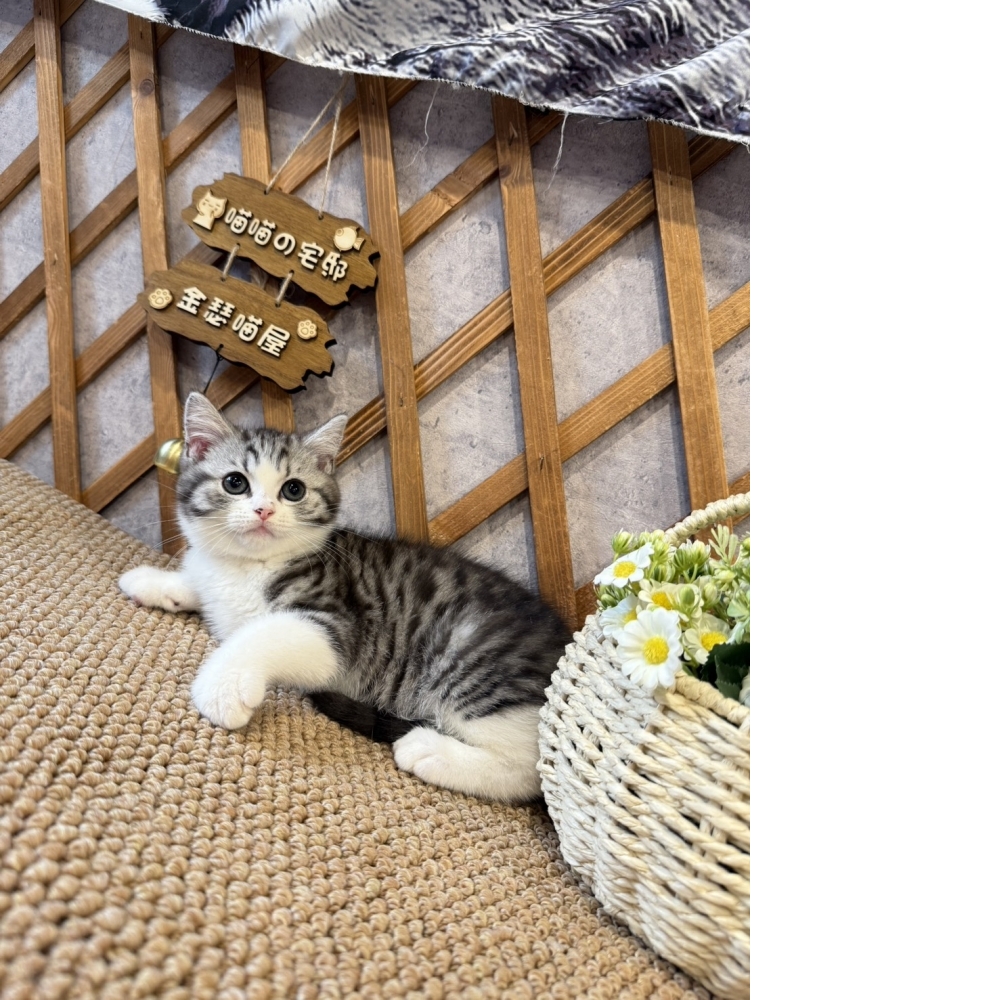 銀虎斑賓士英短㊚弟弟（☆已秒殺有家★）