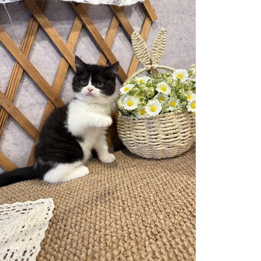 黑白賓士英短㊛妹妹（☆已秒殺有家★）