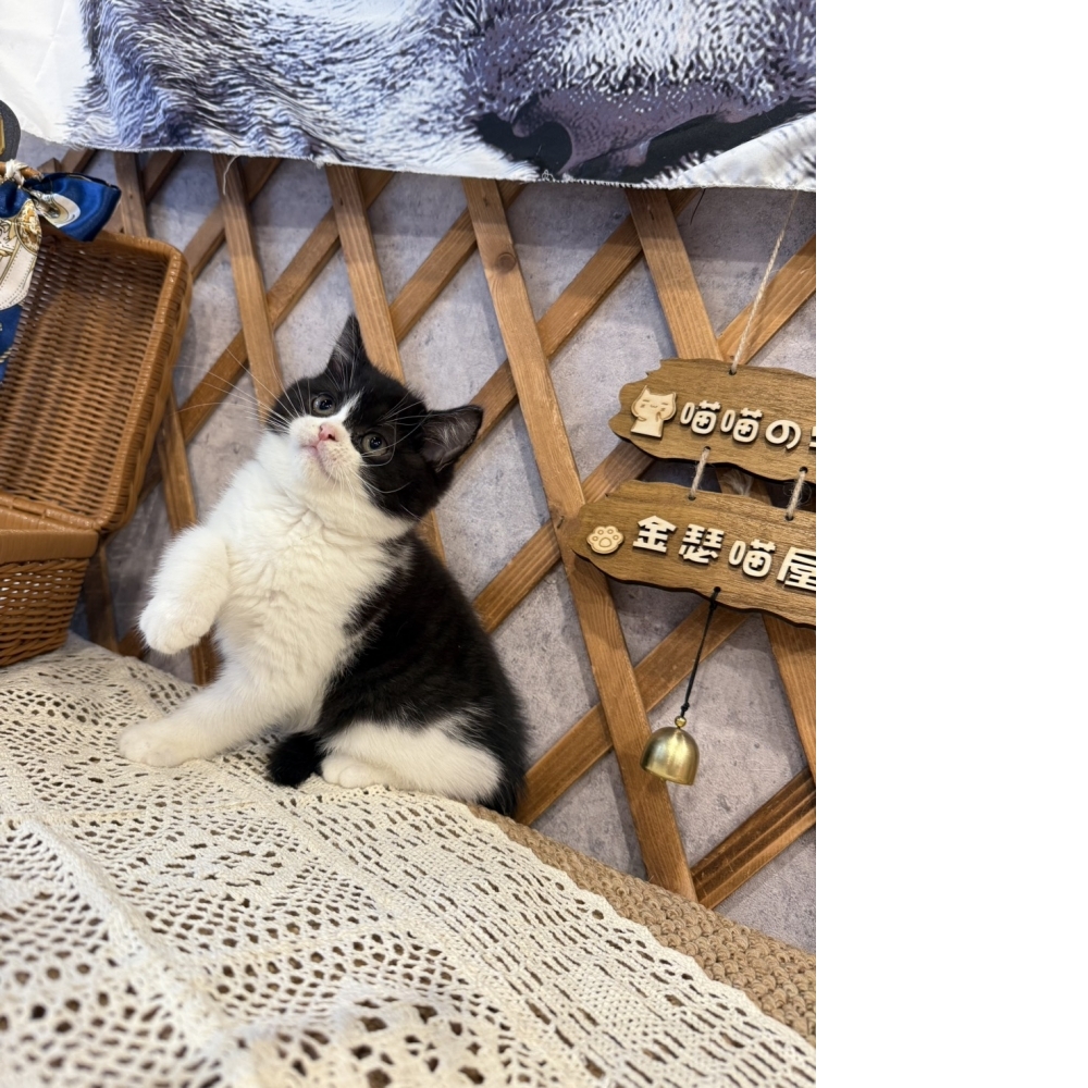 黑白賓士英短㊛妹妹（☆已秒殺有家★）