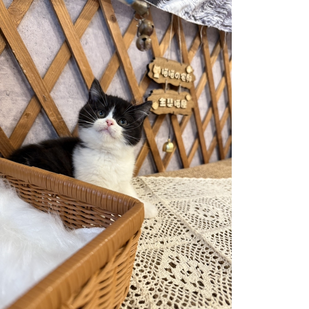 黑白賓士英短㊛妹妹（☆已秒殺有家★）