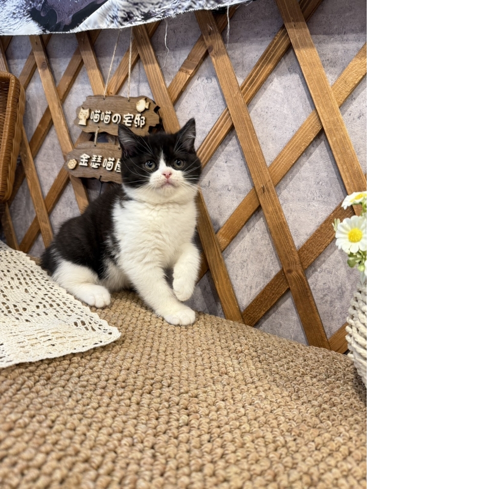 黑白賓士英短㊛妹妹（☆已秒殺有家★）