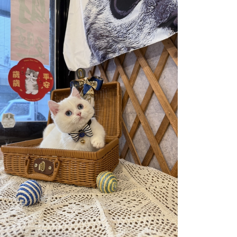 純白曼赤肯㊚弟弟 ( #種公等級!!! )  （☆已有家★）