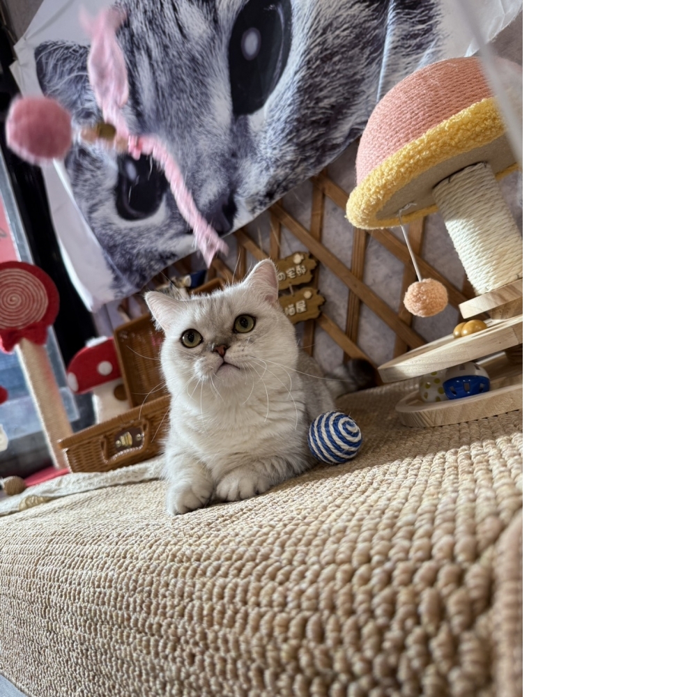 銀漸層曼赤肯㊚小哥哥 （☆已有家★）