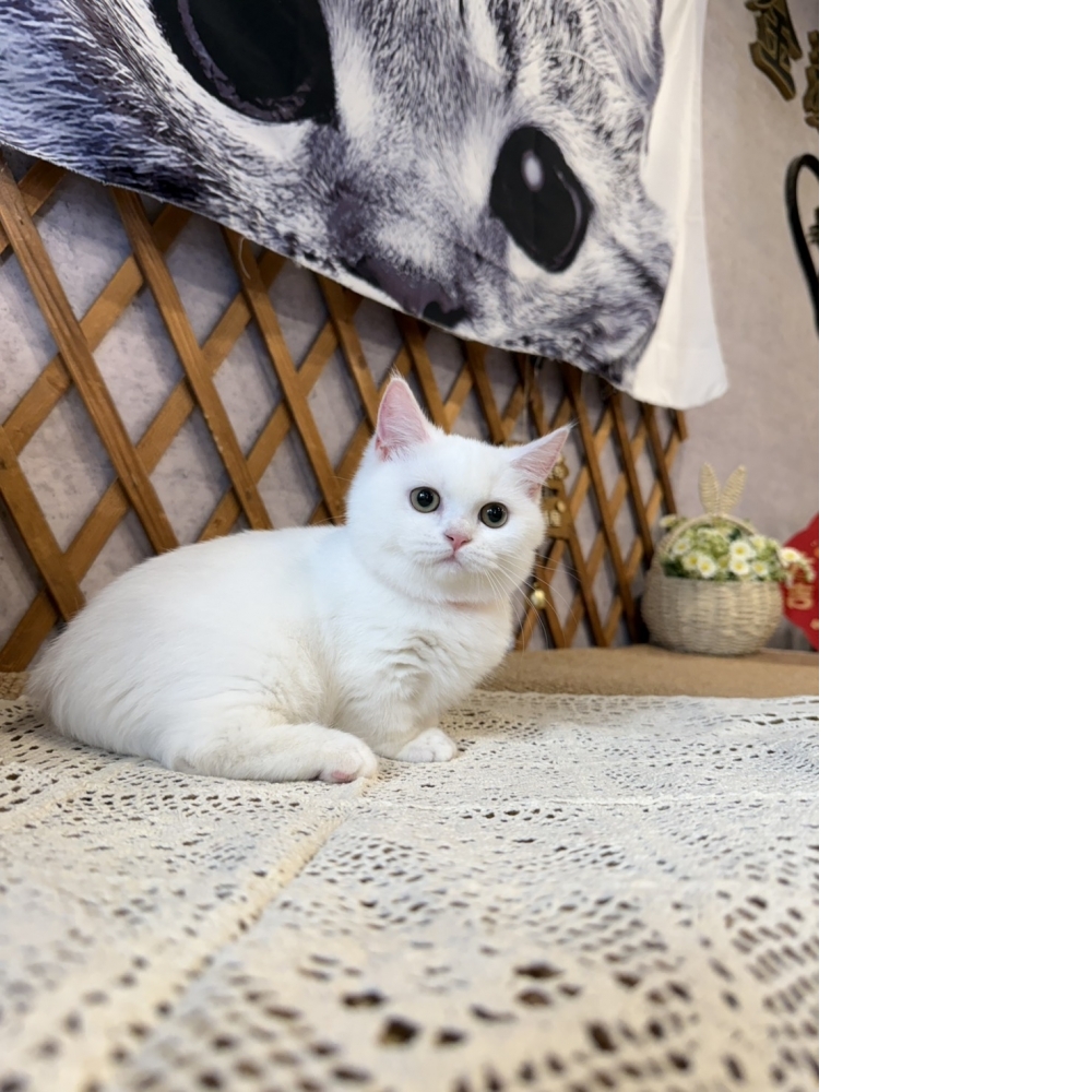 純白曼赤肯㊛妹妹  （☆已有家★）