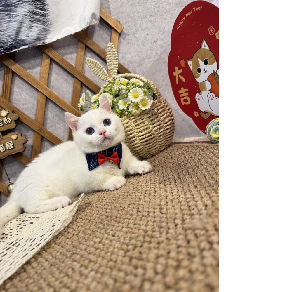 純白曼赤肯㊚弟弟 (