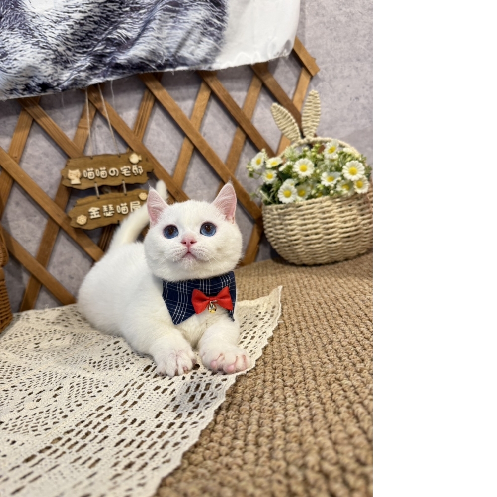 純白曼赤肯㊚弟弟 (藍眼睛 )  （☆已有家★）