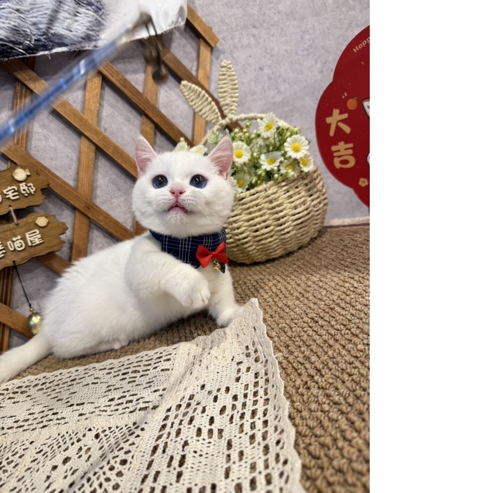 純白曼赤肯㊚弟弟 (藍眼睛 )  （☆已有家★）