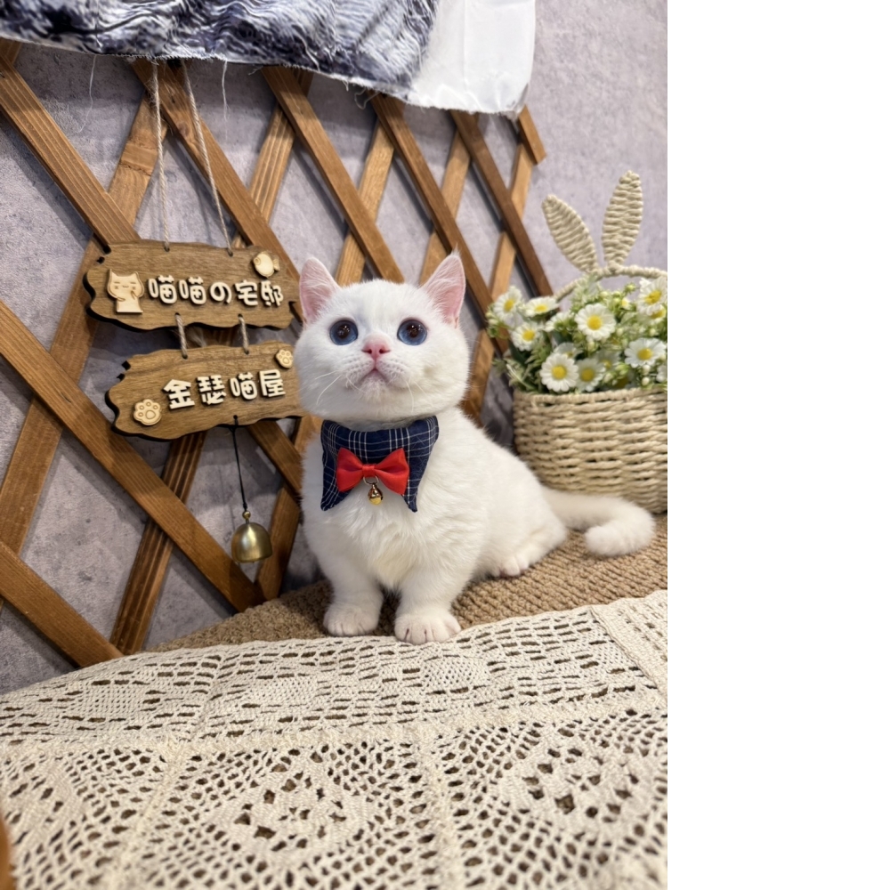 純白曼赤肯㊚弟弟 (藍眼睛 )  （☆已有家★）