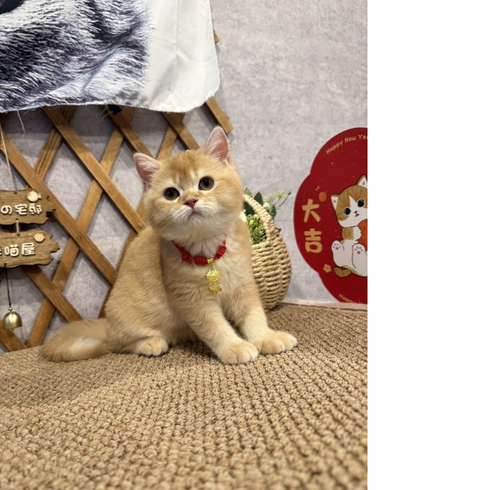 紅金英短㊚弟弟（☆已有家★）