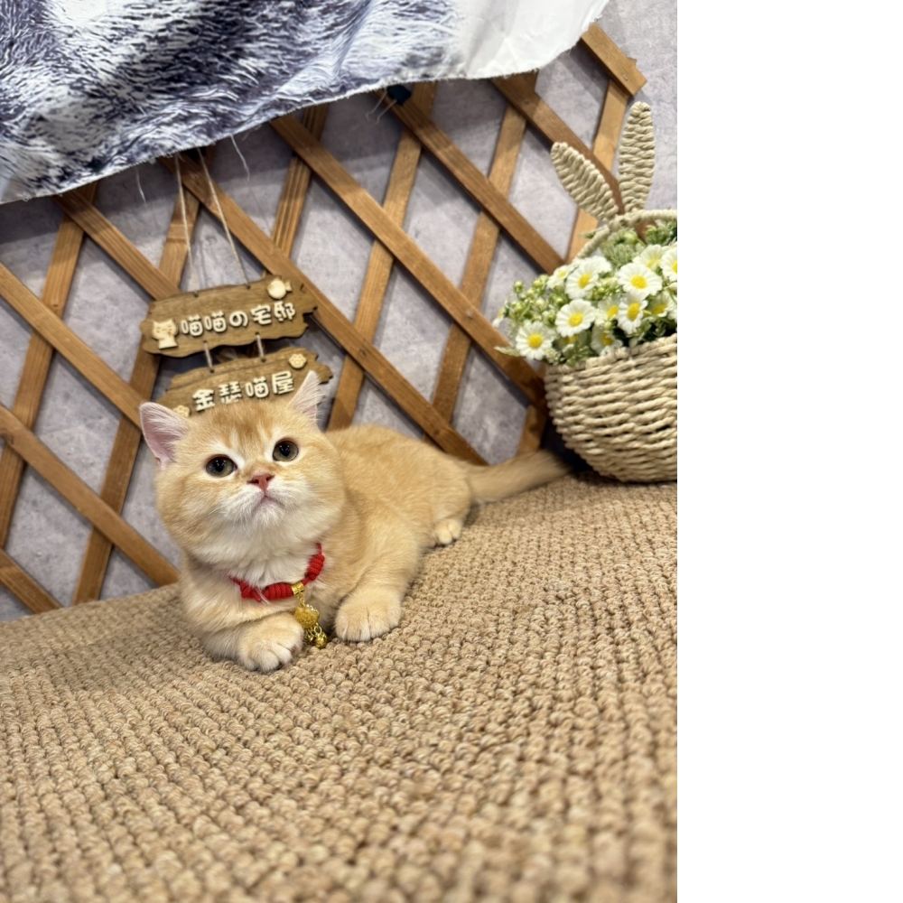 紅金英短㊚弟弟（☆已有家★）