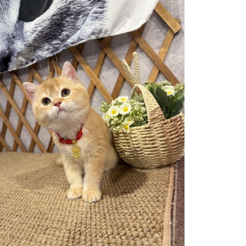 紅金英短㊚弟弟（☆已有家★）