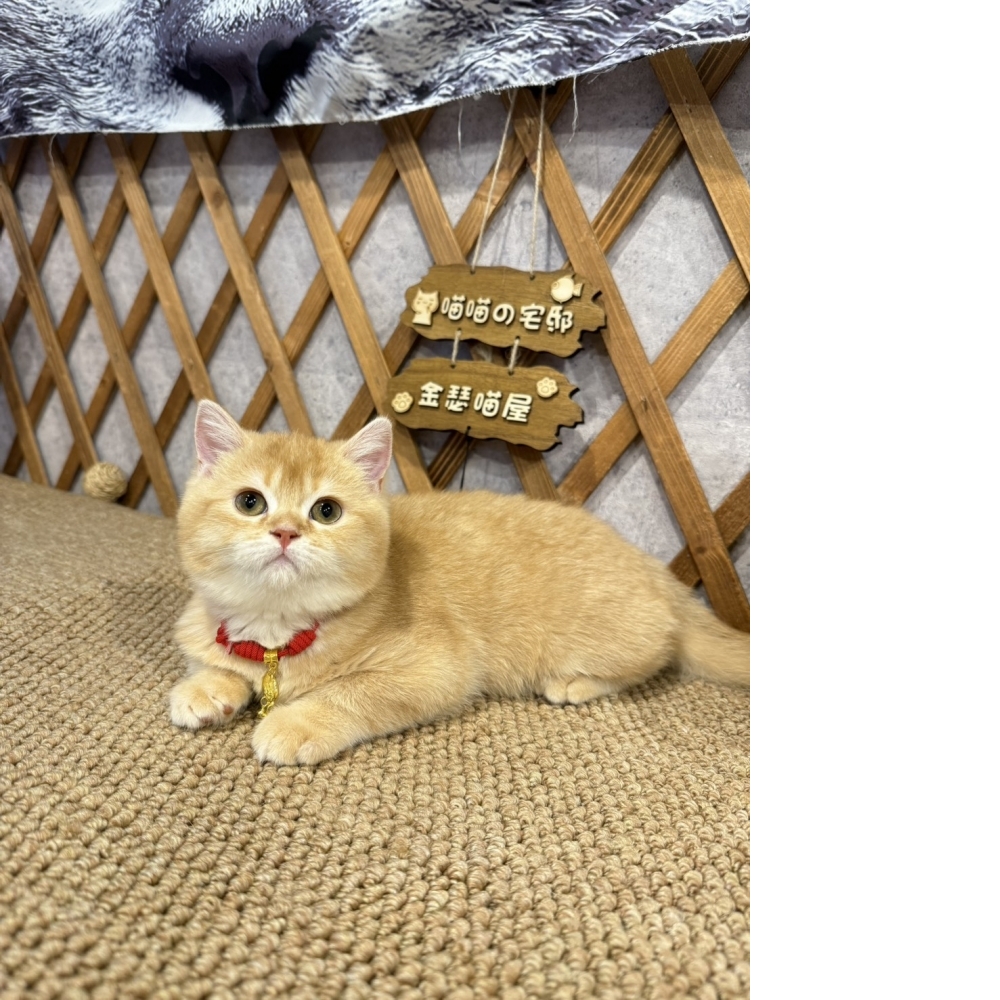 紅金英短㊚弟弟（☆已有家★）