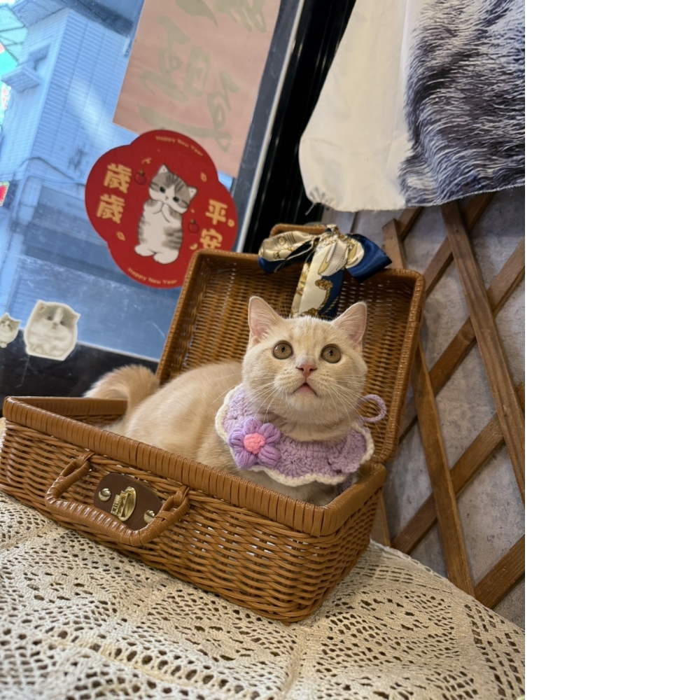 奶油曼赤肯㊚弟弟（☆已有家★）