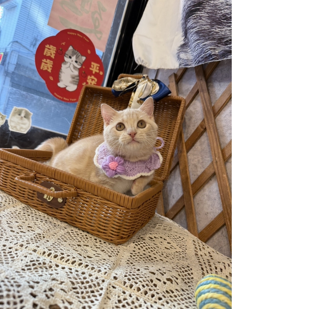 奶油曼赤肯㊚弟弟（☆已有家★）