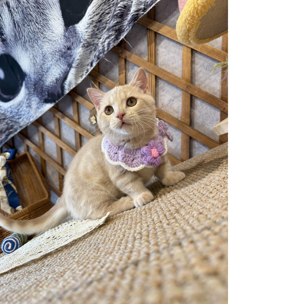 奶油曼赤肯㊚弟弟（☆已有家★）