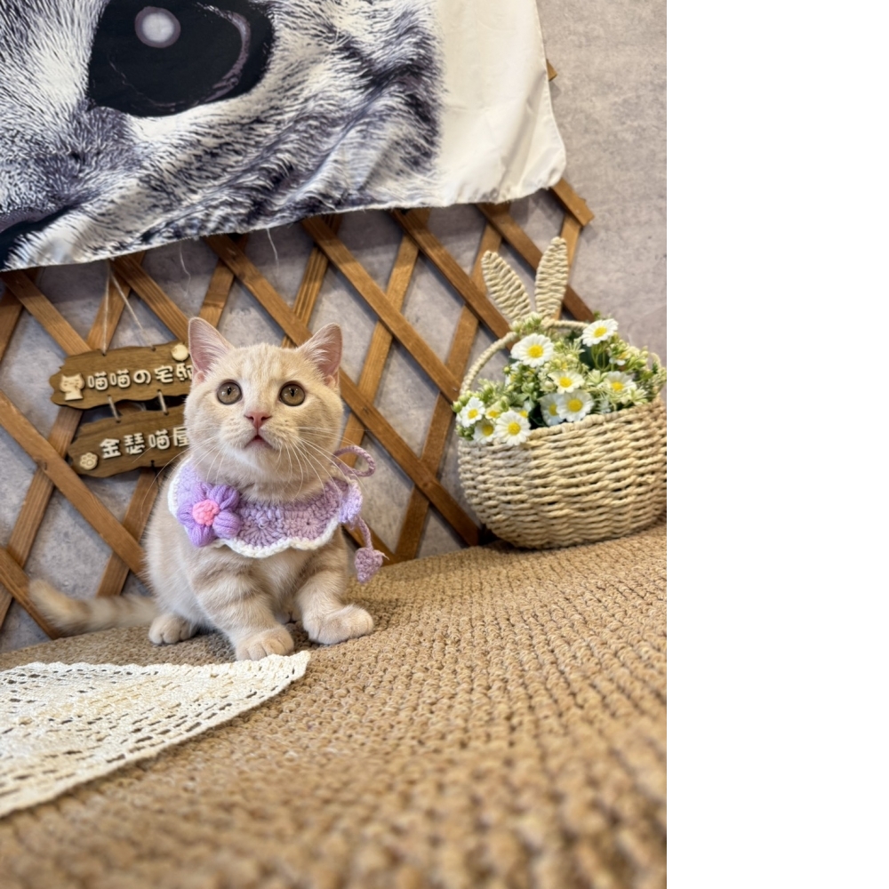 奶油曼赤肯㊚弟弟（☆已有家★）