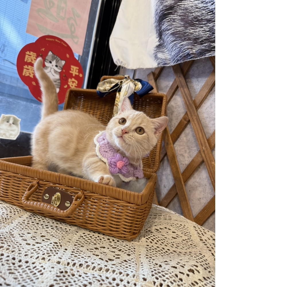 奶油曼赤肯㊚弟弟（☆已有家★）