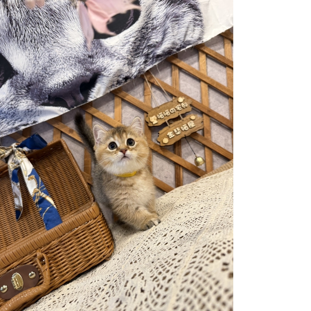 黑金漸層曼赤肯㊛妹妹 （☆已有家★）