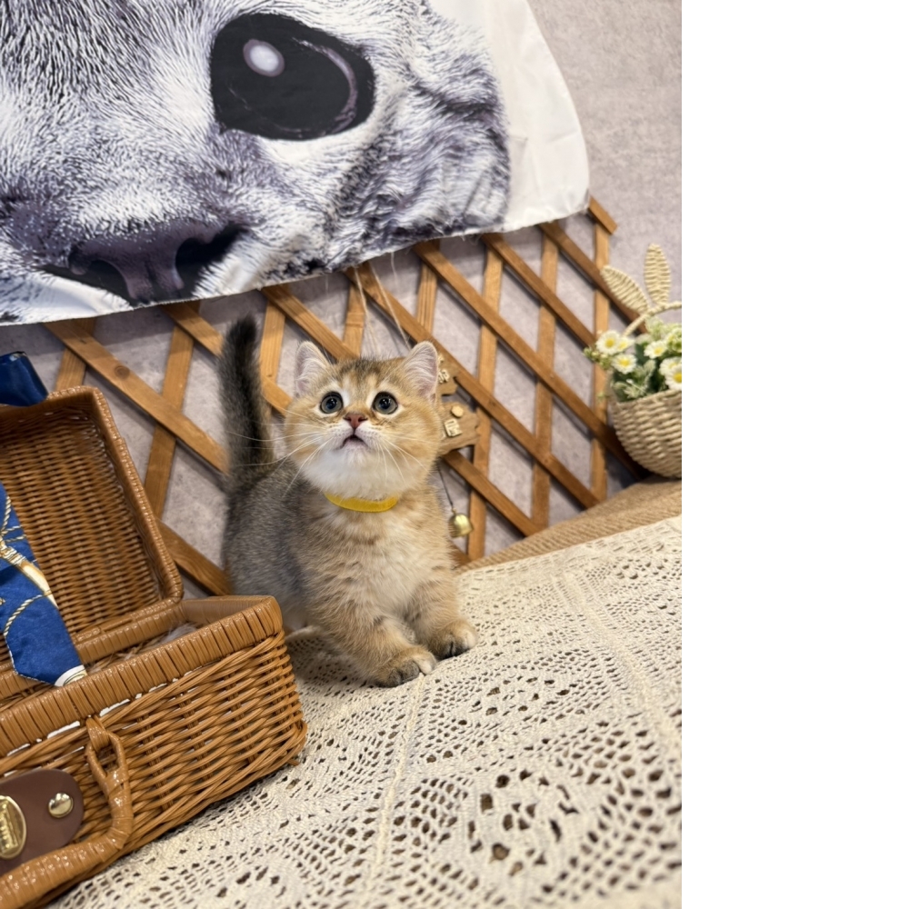 黑金漸層曼赤肯㊛妹妹 （☆已有家★）