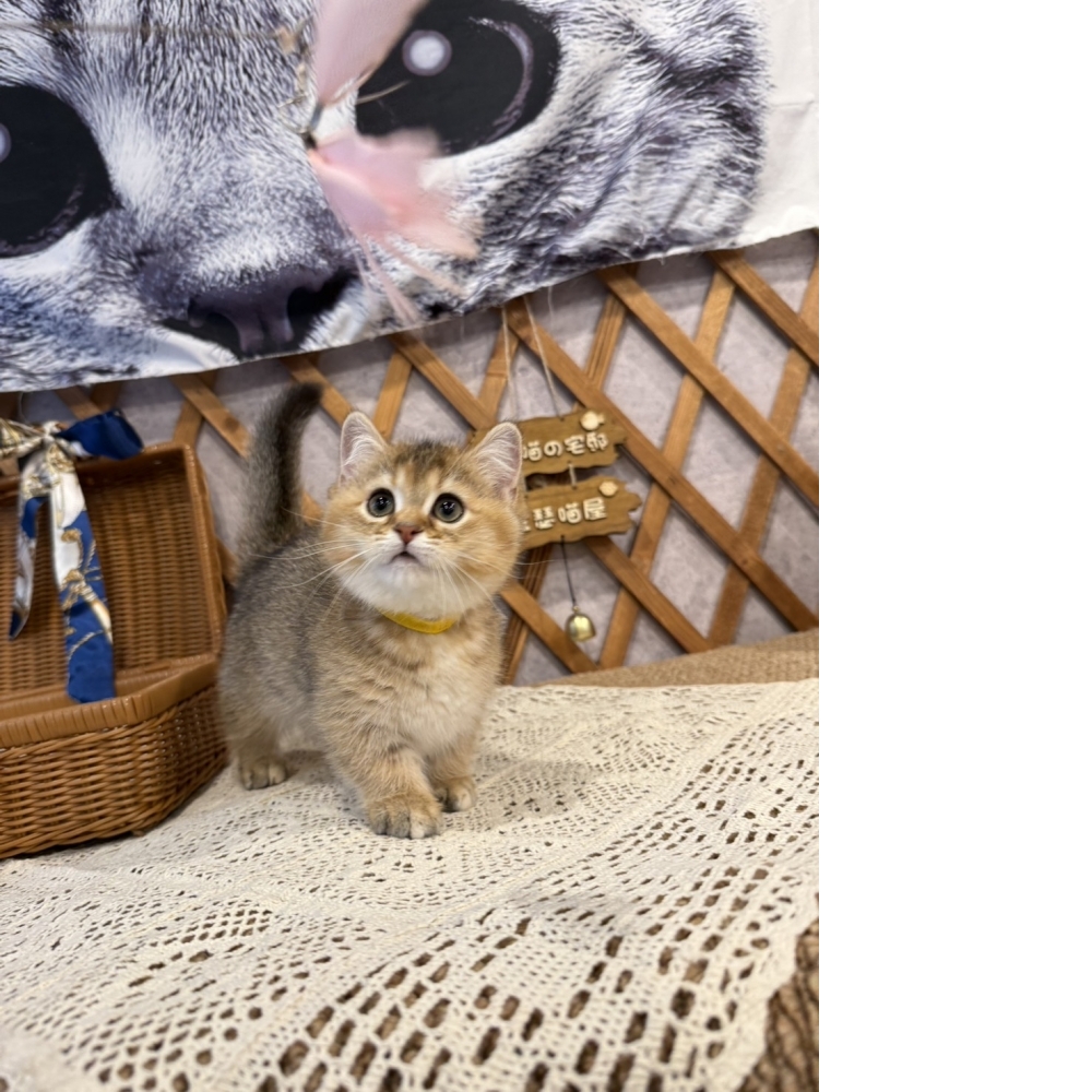 黑金漸層曼赤肯㊛妹妹 （☆已有家★）