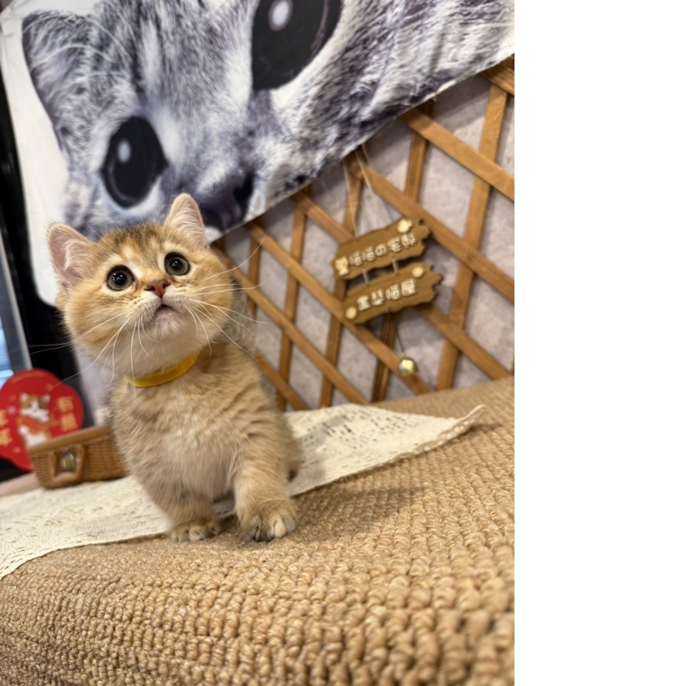 黑金漸層曼赤肯㊛妹妹 （☆已有家★）