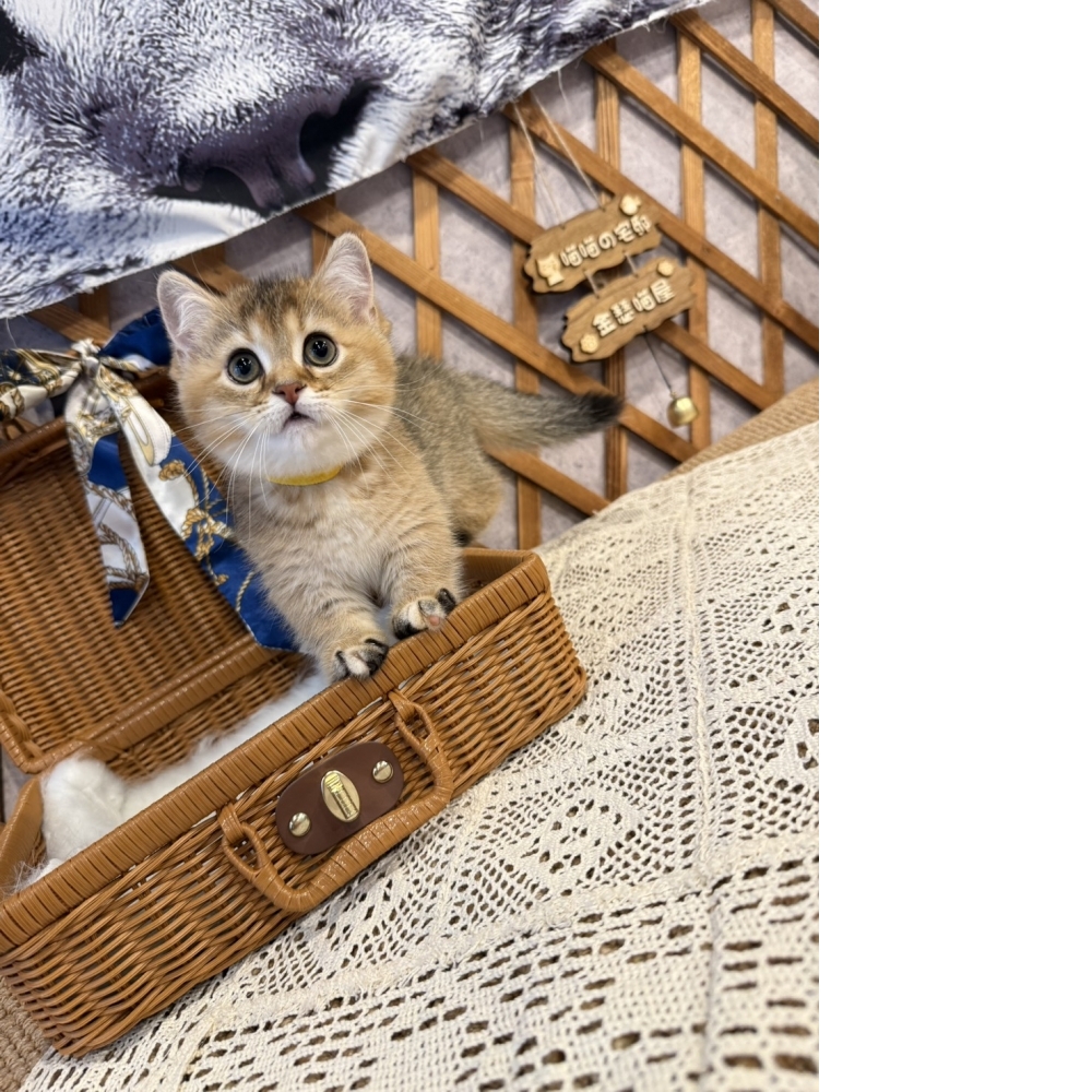 黑金漸層曼赤肯㊛妹妹 （☆已有家★）